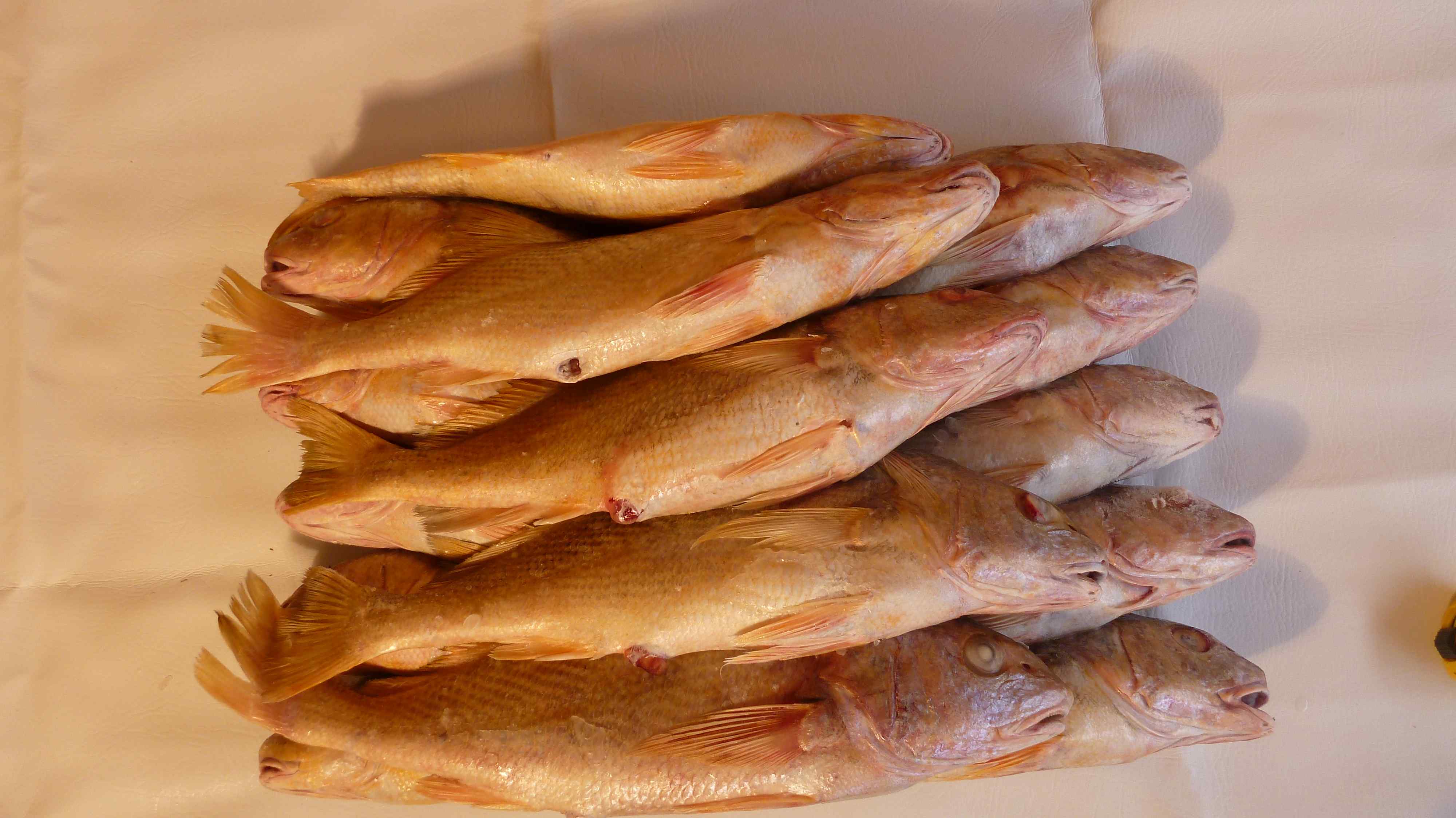 Get to Know...Yellow Croaker Cal Fish News and Updates